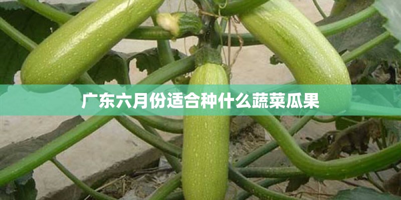 广东六月份适合种什么蔬菜瓜果