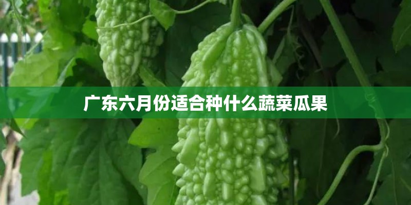 广东六月份适合种什么蔬菜瓜果