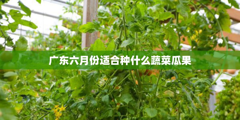 广东六月份适合种什么蔬菜瓜果