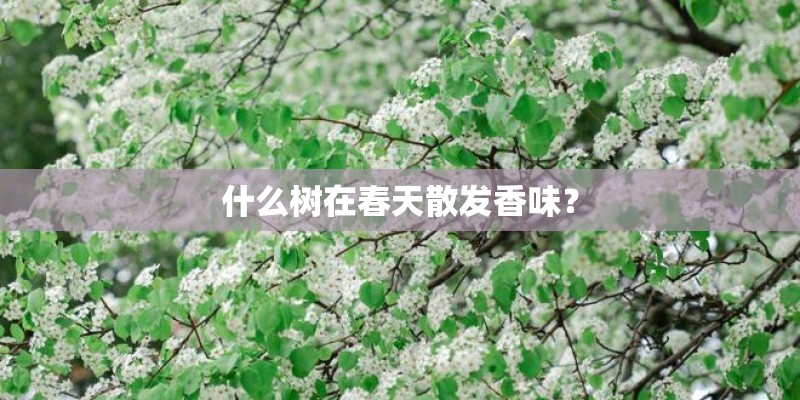 什么树在春天散发香味? 什么树在春天散发香味?