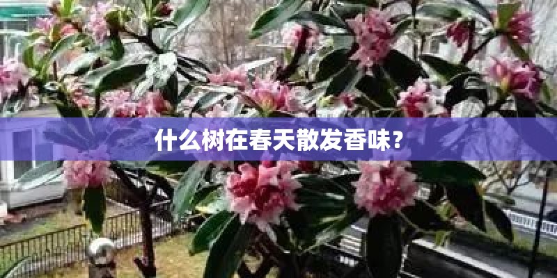 什么树在春天散发香味? 什么树在春天散发香味?