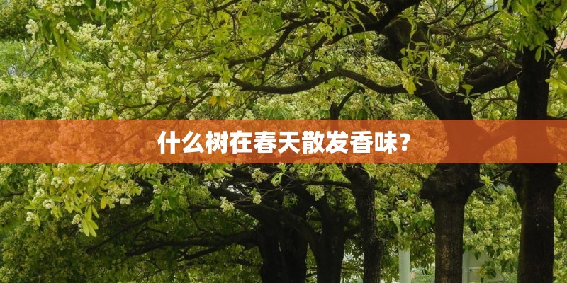 什么树在春天散发香味? 什么树在春天散发香味?