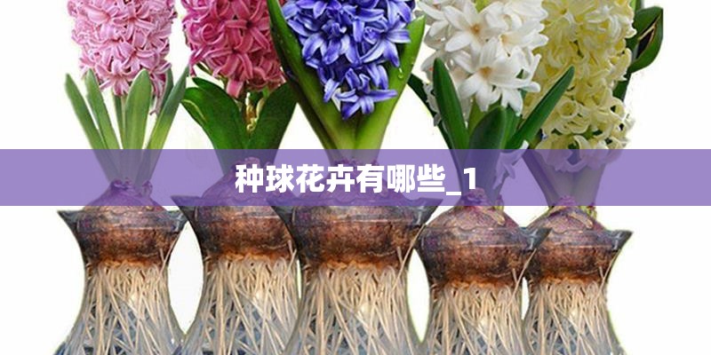 种球花卉有哪些_1