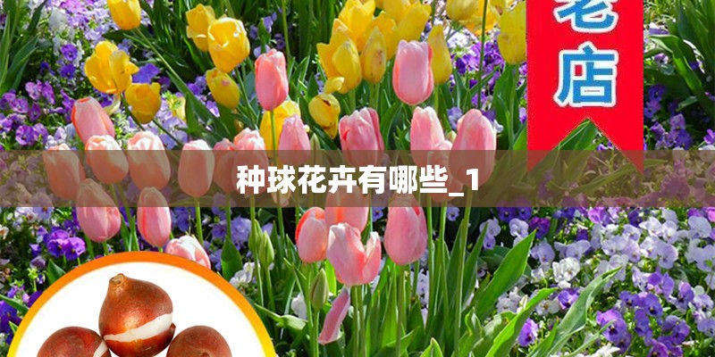 种球花卉有哪些_1