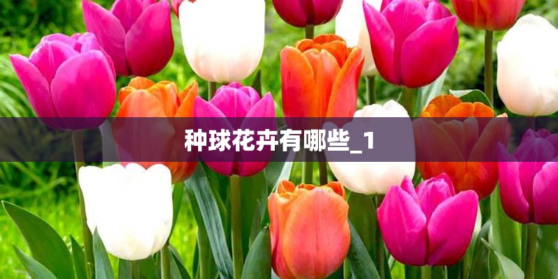 种球花卉有哪些_1