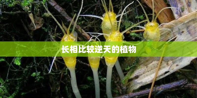 长相比较逆天的植物