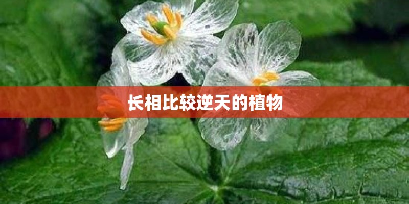 长相比较逆天的植物