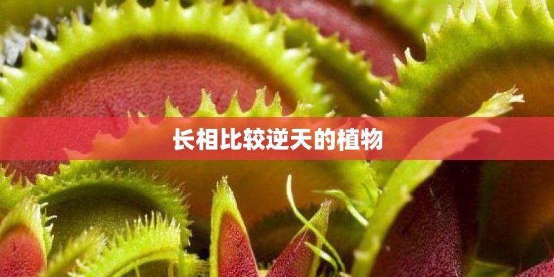 长相比较逆天的植物