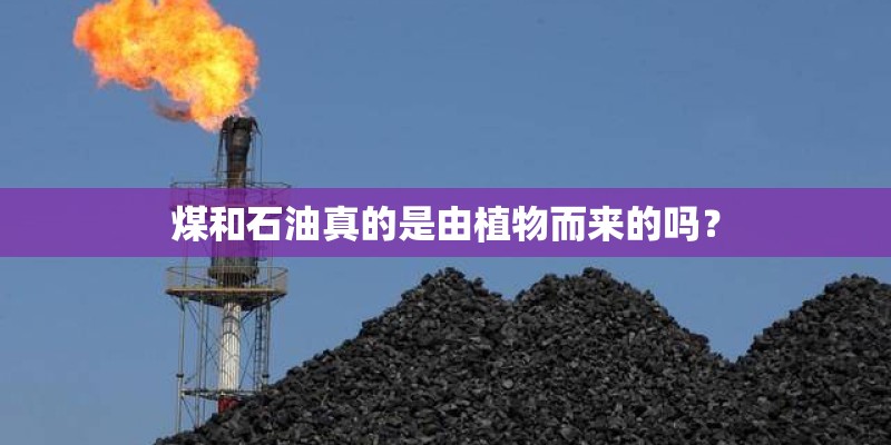煤和石油真的是由植物而来的吗？