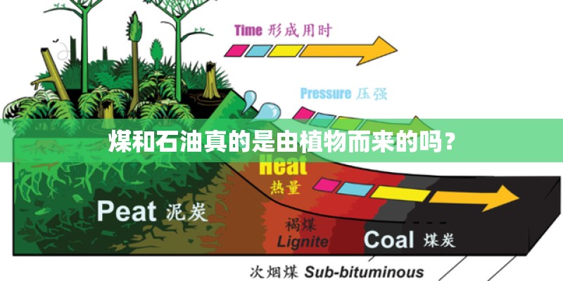 煤和石油真的是由植物而来的吗？