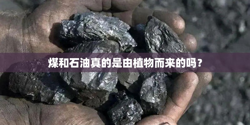 煤和石油真的是由植物而来的吗？