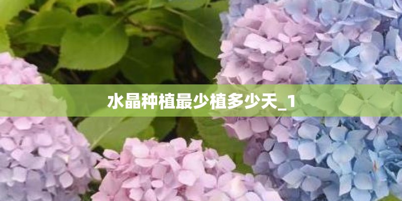 水晶种植最少植多少天_1