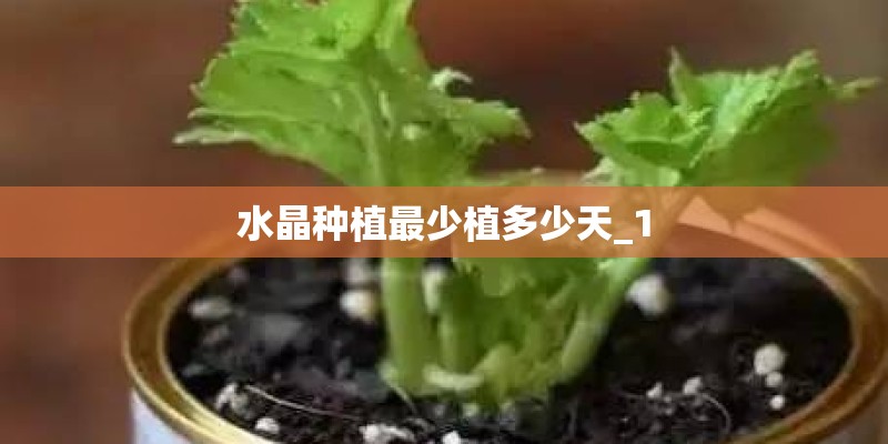 水晶种植最少植多少天_1