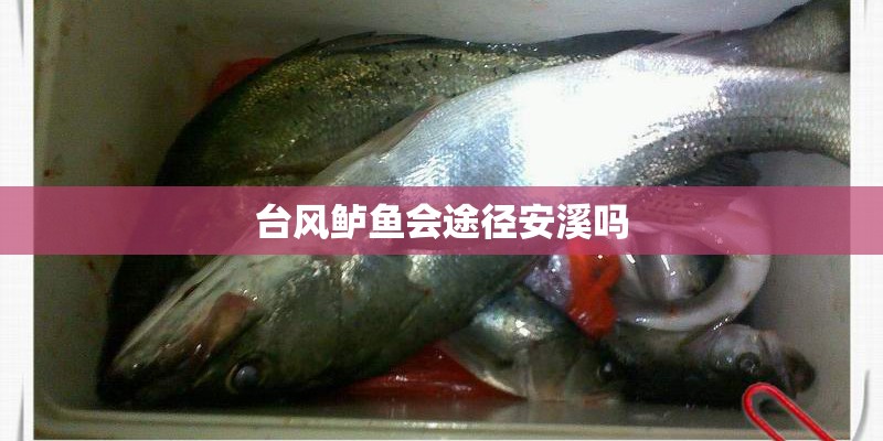 台风鲈鱼会途径安溪吗