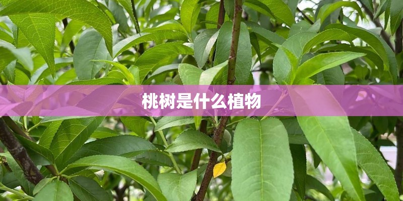 桃树是什么植物 桃树是什么植物