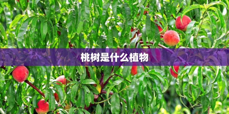 桃树是什么植物 桃树是什么植物