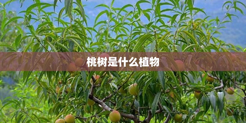 桃树是什么植物 桃树是什么植物