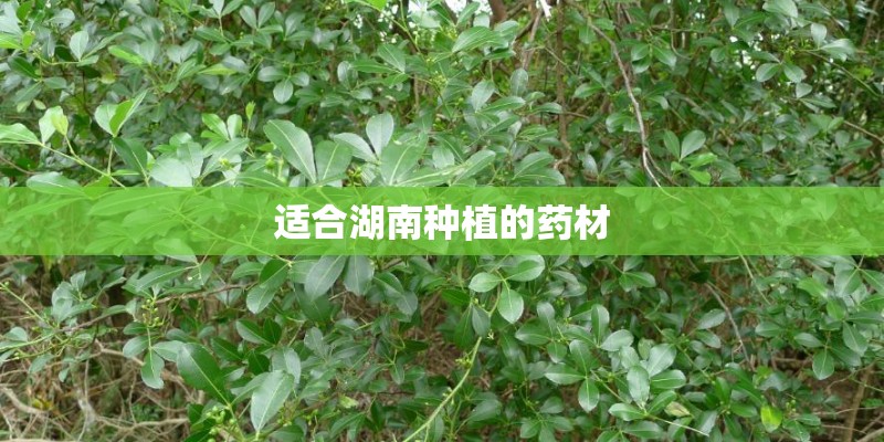 适合湖南种植的药材