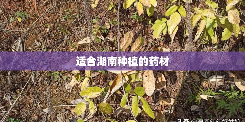 适合湖南种植的药材