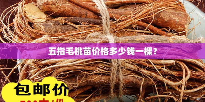 五指毛桃苗价格多少钱一棵？