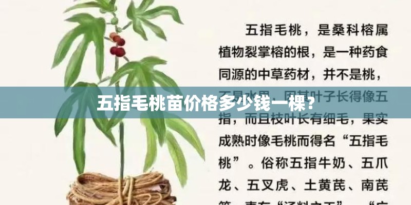 五指毛桃苗价格多少钱一棵？