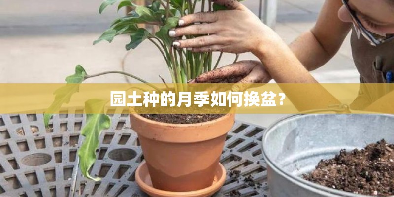 园土种的月季如何换盆？