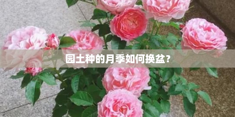 园土种的月季如何换盆？
