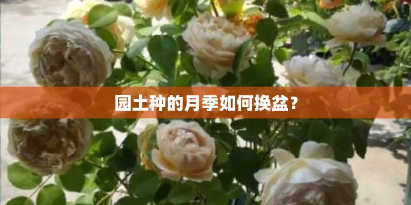 园土种的月季如何换盆？