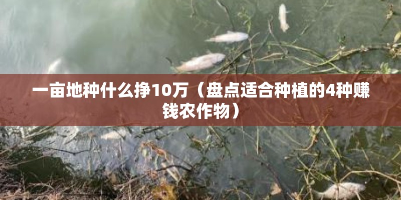 一亩地种什么挣10万(盘点适合种植的4种赚钱农作物) 一亩地种什么挣10万(盘点适合种植的4种赚钱农作物)