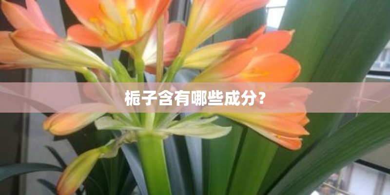 栀子含有哪些成分？