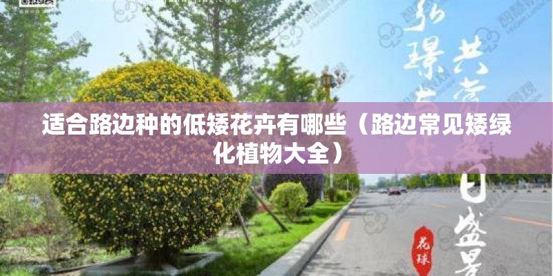 适合路边种的低矮花卉有哪些（路边常见矮绿化植物大全）