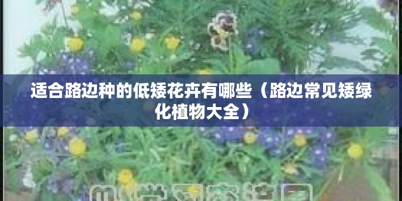 适合路边种的低矮花卉有哪些（路边常见矮绿化植物大全）