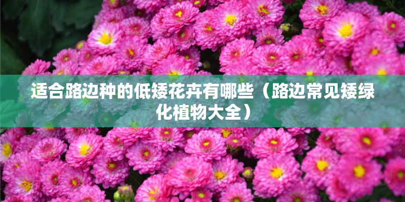 适合路边种的低矮花卉有哪些（路边常见矮绿化植物大全）