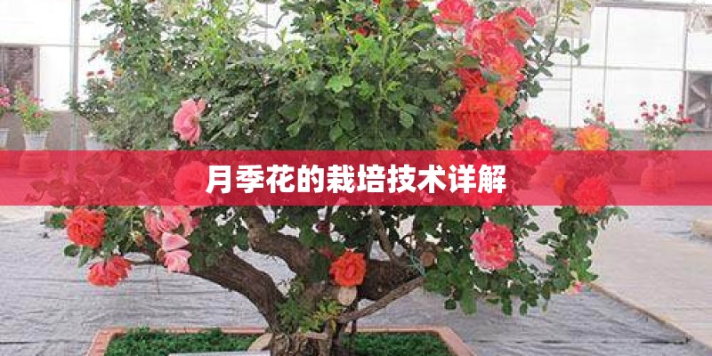 月季花的栽培技术详解