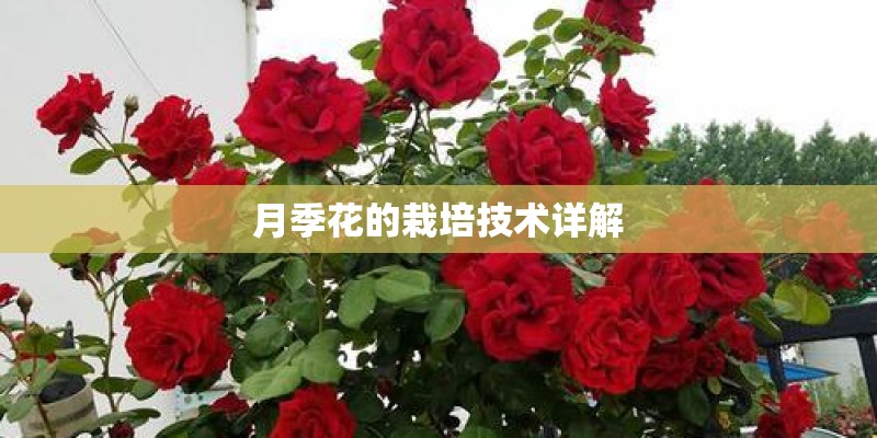 月季花的栽培技术详解