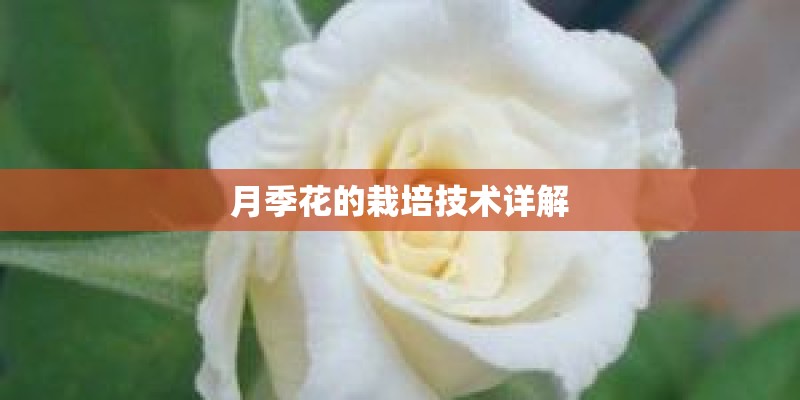 月季花的栽培技术详解
