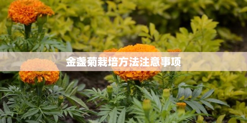 金盏菊栽培方法注意事项