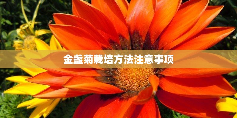金盏菊栽培方法注意事项