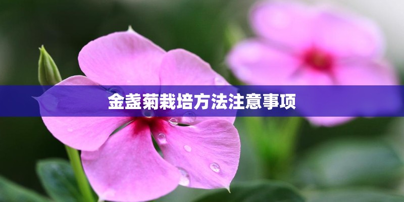 金盏菊栽培方法注意事项