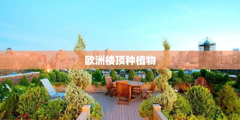 欧洲楼顶种植物 欧洲楼顶种植物