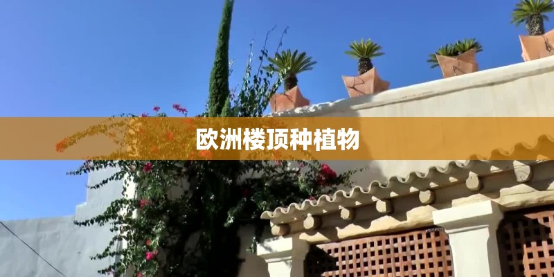 欧洲楼顶种植物 欧洲楼顶种植物
