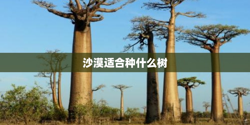 沙漠适合种什么树