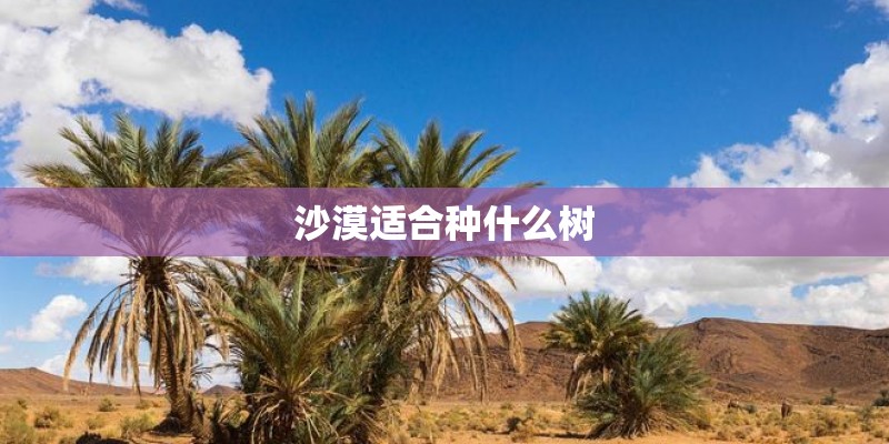 沙漠适合种什么树