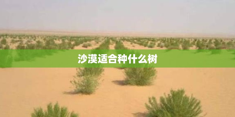 沙漠适合种什么树