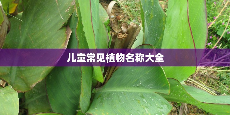 儿童常见植物名称大全