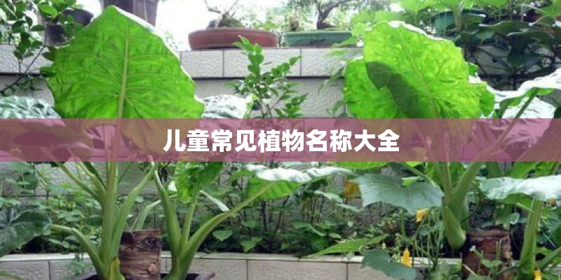 儿童常见植物名称大全