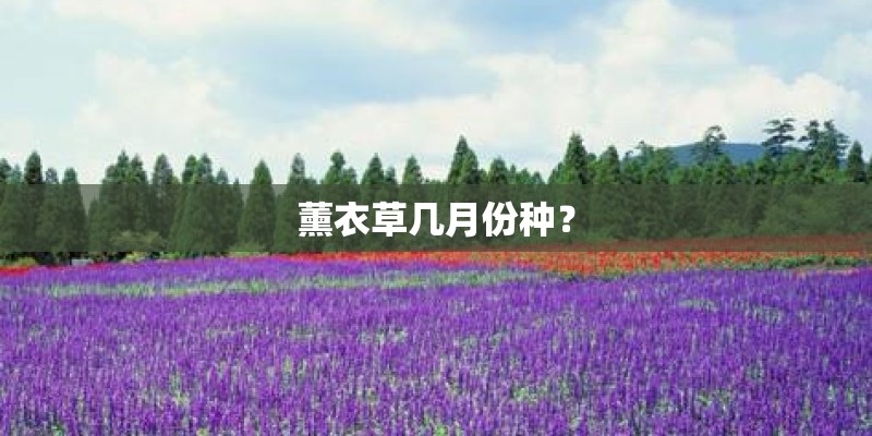 薰衣草几月份种? 薰衣草几月份种?