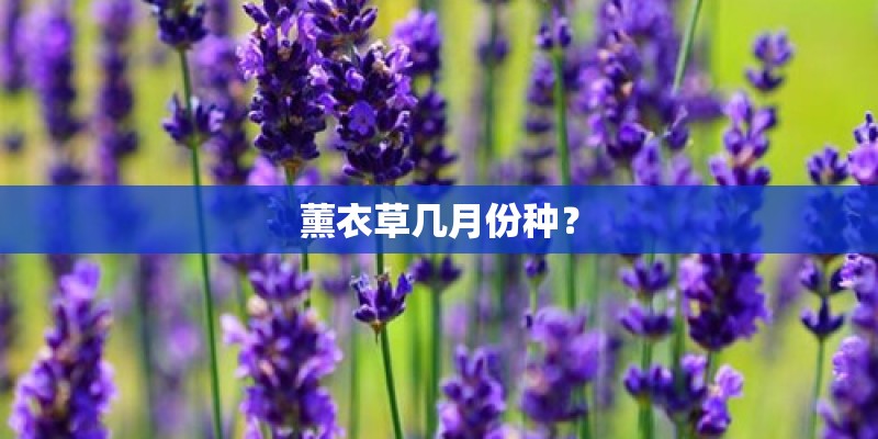 薰衣草几月份种? 薰衣草几月份种?