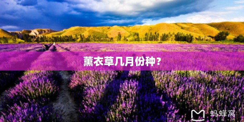 薰衣草几月份种? 薰衣草几月份种?