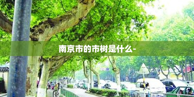 南京市的市树是什么- 南京市的市树是什么-